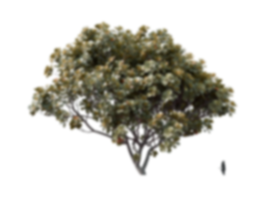 Real Estate Rosewood